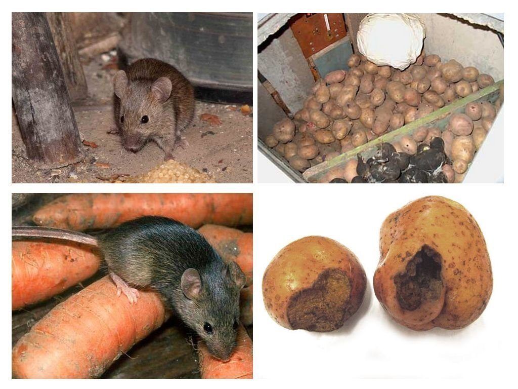 Избавиться от крыс и мышей в магазине - Дезцентр-Русь
